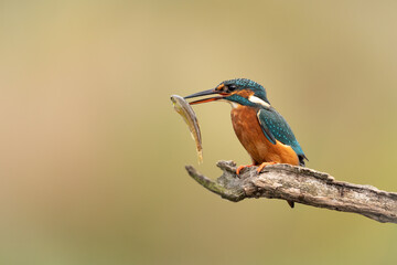 Female Common Kingfisher perched on a branch with a fish in beak and a golden background.  