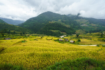 Terraced rice field landscape in harvesting season in Y Ty, Bat Xat district, Lao Cai, north Vietnam