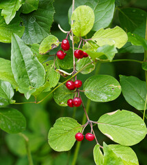Lonicera xylosteum | Rote Heckenkirsche oder Gewöhnliche Heckenkirsche, strauch mit hohle Zweige,...