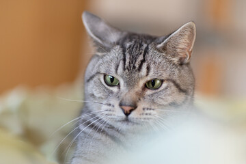 可愛い猫　サバトラ猫