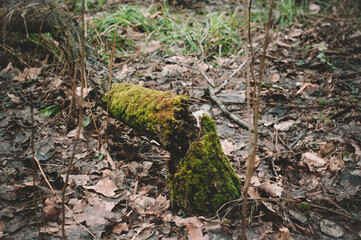 green moss on a stump in the woods