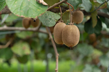 実ったキウイフルーツ