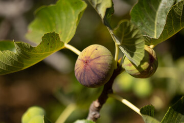 Fig fruit on the tree into garden with sun lights. Horizontal macro photo.