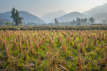 Fototapeta premium Rice field after harvest close-up against the background of mountains in the haze. Typical landscape of northern Thailand