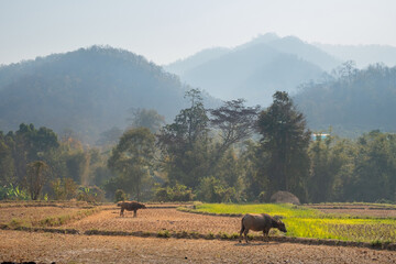 Rice fields and grazing buffaloes against the backdrop of rainforest and mountains. Pai, Thailand