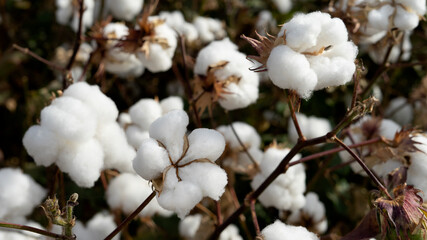 Cotton field background ready for harvest.
