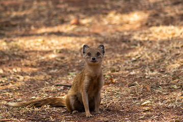 Mongoose Sitting and waiting for a Snack
