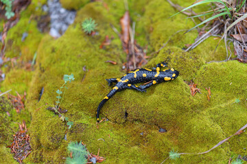 Salamander in wild nature