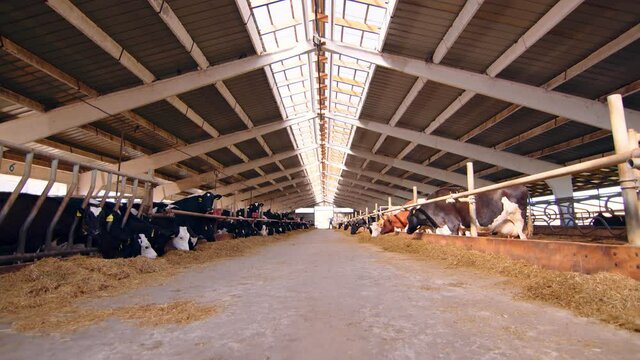 Breeding of cattle. Cow farm. Cows eat grass and sio on a large farm.