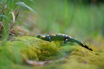 Salamander in wild nature