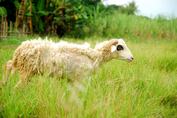 some sheep in the fields 