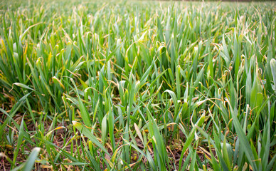 Dried leaves of young wheat