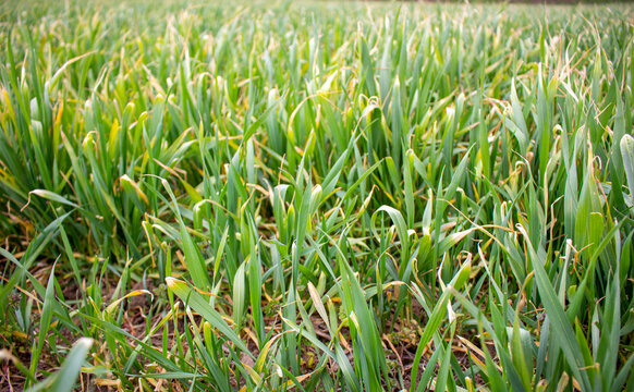 Dried Leaves Of Young Wheat