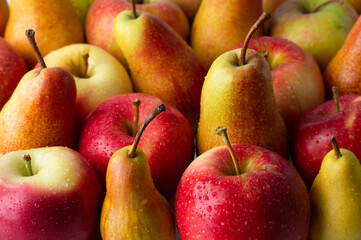 Many apples and pears of yellow-red color are densely arranged in rows.