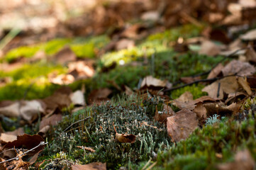 Autumn forest with lichens and moss, fallen leaves in the foreground, background with bokeh effect.