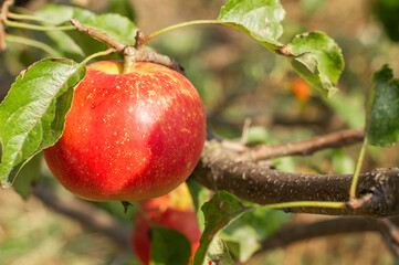 Ripe, red apple on a branch with leaves on a tree.