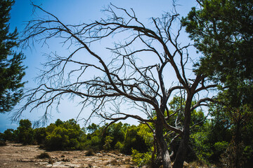 &Aacute;rbol seco en una zona des&eacute;rtica.