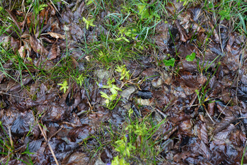 Carnivorous plant pinguicula vulgaris in wild nature