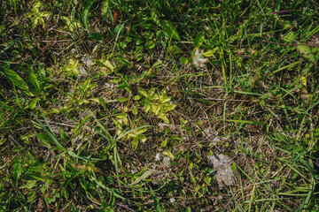 Carnivorous plant pinguicula vulgaris in wild nature