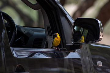 Bright Yellow Bird with Reflection in Car Mirror