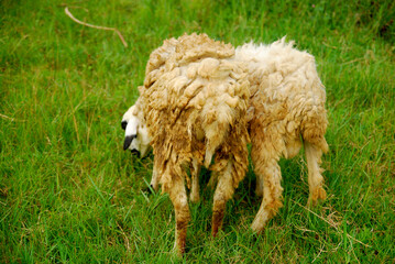 Naklejka na ściany i meble some sheep in the fields 