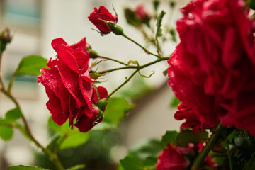 Red roses wet in the rain. Wet roses. Roses with raindrops.
