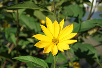 Fototapete bei efototapeten.de bestellen   