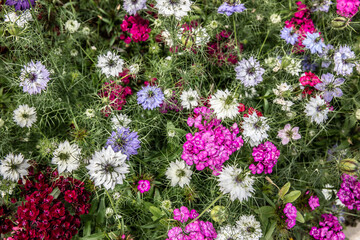 Obraz premium small multi-colored flowers in the garden