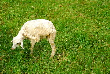 Obraz premium some sheep in the fields 