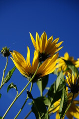lem artichoke (Helianthus tuberosus), also called sunroot, sunchoke, or earth apple, ... In other...