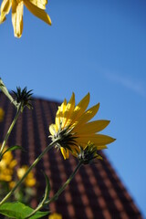 lem artichoke (Helianthus tuberosus), also called sunroot, sunchoke, or earth apple, ... In other...