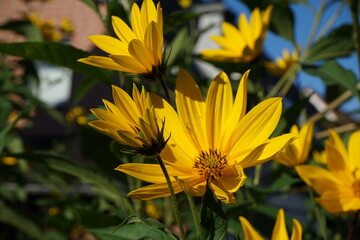 The Jerusalem artichoke (Helianthus tuberosus), also called sunroot, sunchoke, or earth apple, ... In other words, English speakers would have corrupted 