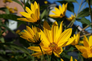 lem artichoke (Helianthus tuberosus), also called sunroot, sunchoke, or earth apple, ... In other...