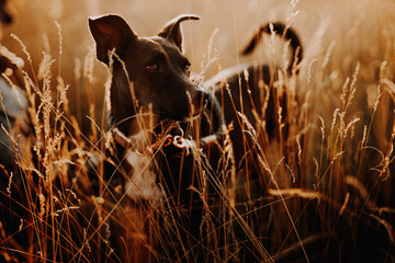 Hund in Natur