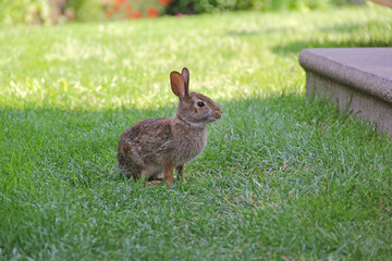 Beautiful small grey and brown  bunny rabbit sitting on the grass in backyard