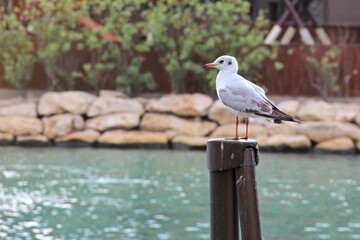 The seagull sits on a fence with natural background