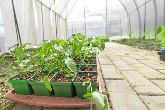 Seedlings of pepper on the stone path in the colored boxes inside the greenhouse made of polycarbonate. Beginning of the summer season, planting vegetables.
