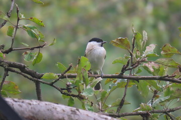 Marsh tit (Poecile palustris) perching on a beautiful tree branch. Beautiful marsh tit perching.