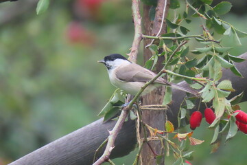 Marsh tit (Poecile palustris) perching on a beautiful tree branch. Beautiful marsh tit perching.