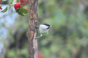 Marsh tit (Poecile palustris) perching on a beautiful tree branch. Beautiful marsh tit perching.