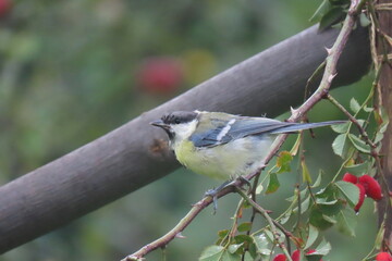 Juvenile Great tit (Paris major) perching on a tree branch. Baby great tit perching.