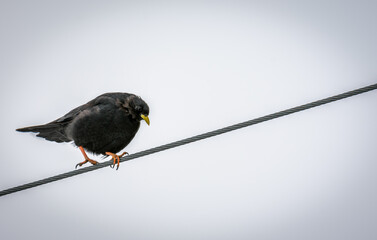 Bird sitting on the rope
