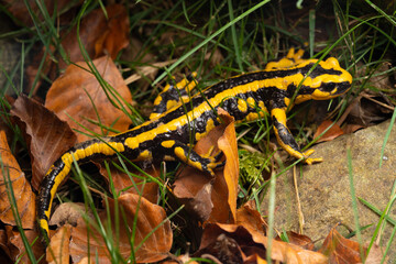 Salamandre tacheté, Salmandra salamandra fastuosa