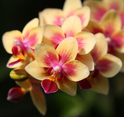 beautiful orchidea. 