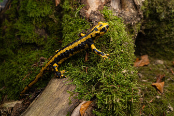 Salamandre tacheté, Salmandra salamandra fastuosa
