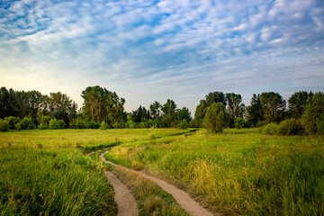 Country road in a field in summer. Morning in Russia.