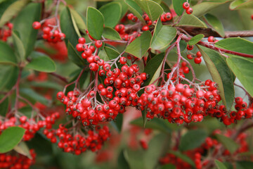 Native red berries tree seeds