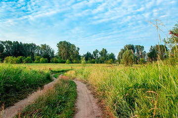 Country road in a field in summer. Morning in Russia.