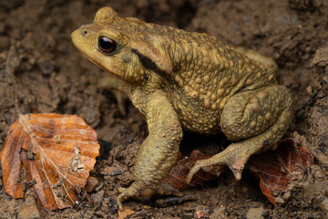 Crapaud commun, bufo bufo France
