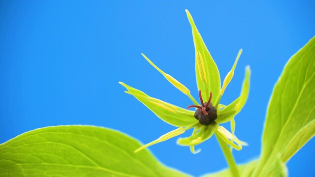 The green blooming petals of the herb paris plant